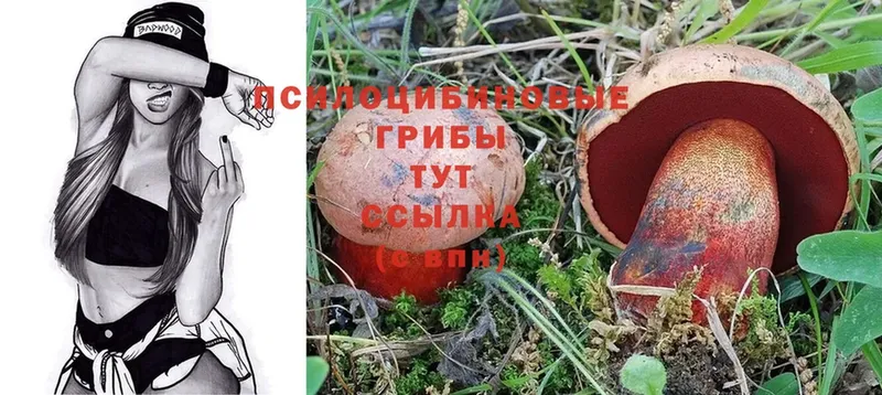 кракен ONION  хочу   Белокуриха  Галлюциногенные грибы Cubensis 